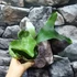 Kép 3/15 - Platycerium (stemaria × andinum) 'NUK'