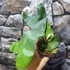Kép 7/15 - Platycerium (stemaria × andinum) 'NUK'
