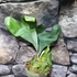 Kép 1/15 - Platycerium (stemaria × andinum) 'NUK'