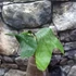 Kép 11/15 - Platycerium (stemaria × andinum) 'NUK'
