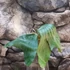 Kép 12/15 - Platycerium (stemaria × andinum) 'NUK'