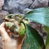 Kép 10/15 - Platycerium (stemaria × andinum) 'NUK'
