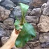 Kép 9/15 - Platycerium (stemaria × andinum) 'NUK'