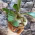 Kép 15/15 - Platycerium (stemaria × andinum) 'NUK'