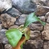 Kép 5/15 - Platycerium (stemaria × andinum) 'NUK'