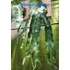 Kép 2/15 - Platycerium (stemaria × andinum) 'NUK'