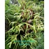 Kép 2/7 - Platycerium alcicorne (Africa)