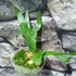 Kép 1/7 - Platycerium alcicorne (Africa)