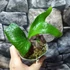 Kép 7/7 - Platycerium alcicorne (Africa)