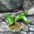 Kép 4/7 - Platycerium alcicorne (Africa)