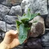 Kép 4/9 - Platycerium andinum × willinckii