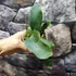 Kép 5/9 - Platycerium andinum × willinckii