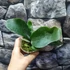 Kép 6/9 - Platycerium andinum × willinckii