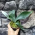 Kép 7/9 - Platycerium andinum × willinckii