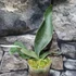 Kép 8/9 - Platycerium andinum × willinckii