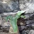 Kép 9/9 - Platycerium andinum × willinckii