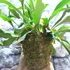 Kép 3/13 - Platycerium bifurcatum, szarvasagancs páfrány falapra erősítve