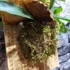 Kép 8/13 - Platycerium bifurcatum, szarvasagancs páfrány falapra erősítve