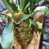 Kép 9/13 - Platycerium bifurcatum, szarvasagancs páfrány falapra erősítve