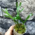 Kép 4/7 - Platycerium ridleyi 'Thin&Dwarf'