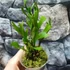Kép 5/7 - Platycerium ridleyi 'Thin&Dwarf'