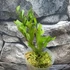 Kép 3/7 - Platycerium ridleyi 'Thin&Dwarf'
