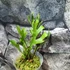 Kép 6/7 - Platycerium ridleyi 'Thin&Dwarf'