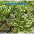 Kép 2/9 - Platycerium ridleyi (slender staghorns)