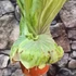 Kép 4/10 - Platycerium superbum - óriás szarvasagancs páfrány