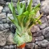 Kép 2/10 - Platycerium superbum - óriás szarvasagancs páfrány