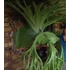 Kép 7/10 - Platycerium superbum - óriás szarvasagancs páfrány