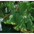Kép 9/10 - Platycerium superbum - óriás szarvasagancs páfrány