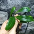 Kép 5/14 - Pyrrosia lanceolata