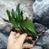 Kép 4/14 - Pyrrosia lanceolata