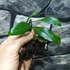 Kép 8/14 - Pyrrosia lanceolata