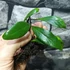 Kép 10/14 - Pyrrosia lanceolata