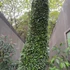 Kép 1/14 - Pyrrosia lanceolata