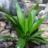 Kép 2/9 - Areca catechu - bételpálma