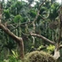 Kép 1/9 - Areca catechu - bételpálma