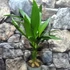 Kép 4/9 - Areca catechu - bételpálma