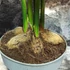 Kép 6/9 - Areca catechu - bételpálma