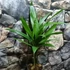 Kép 8/9 - Areca catechu - bételpálma