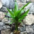 Kép 9/9 - Areca catechu - bételpálma