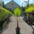 Kép 1/5 - Washingtonia filifera