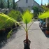 Kép 2/5 - Washingtonia filifera