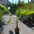 Kép 3/5 - Washingtonia filifera