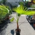 Kép 4/5 - Washingtonia filifera
