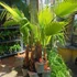 Kép 5/5 - Washingtonia filifera