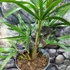 Kép 2/8 - Trachycarpus fortunei, kínai kenderpálma