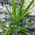 Kép 3/8 - Trachycarpus fortunei, kínai kenderpálma